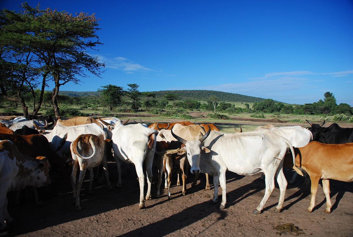 The 98 cattle (not pictured) were given to members of the Sululu and Mpaima families at a ceremony in Loita, southwest of Nairobi, Kenya