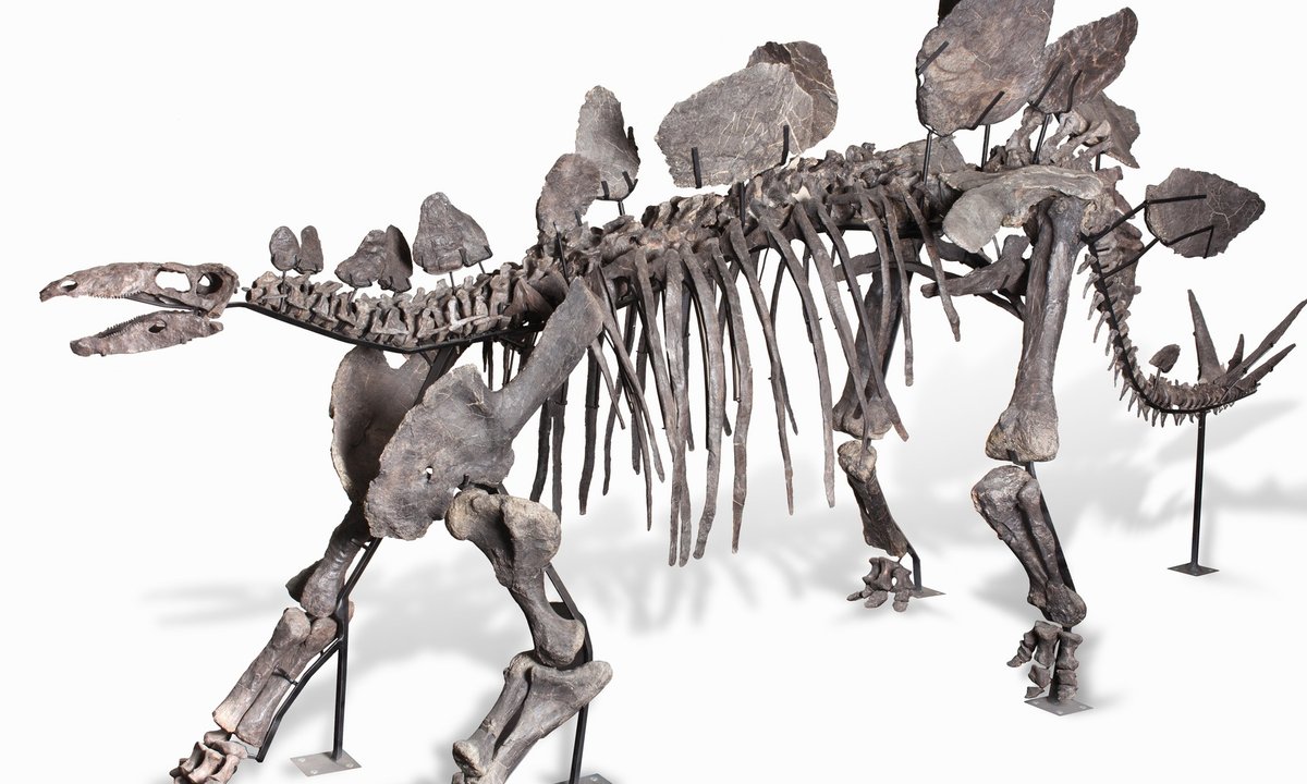 Динозавры звезда. Стегозавр скелет. Череп Стегозавра. Стегозавр останки. Кости Стегозавра.