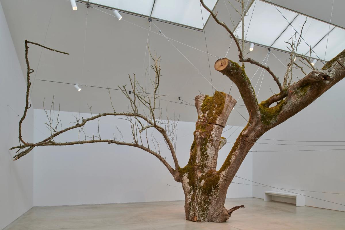 Installation view of Anya Gallaccio, The inner space within (2008/24), features the crown of an ash tree with a youthful “cuckoo tree” of a native elder sprouting out of it

© Anya Gallaccio. Courtesy the artist and Turner Contemporary. Photo: Jo Underhill