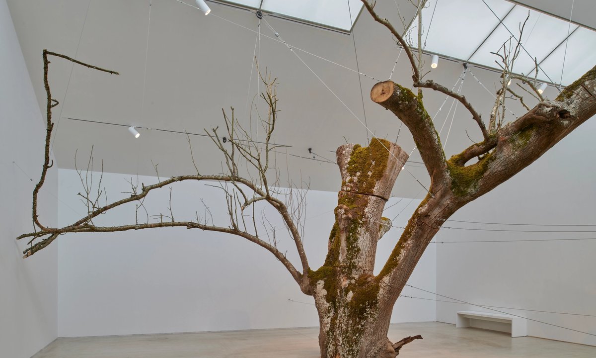 artist Anya Gallaccio’s Margate retrospective is a reminder of how life always finds a way