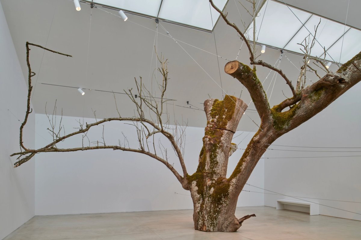Installation view of Anya Gallaccio, The inner space within (2008/24), features the crown of an ash tree with a youthful “cuckoo tree” of a native elder sprouting out of it
© Anya Gallaccio. Courtesy the artist and Turner Contemporary. Photo: Jo Underhill