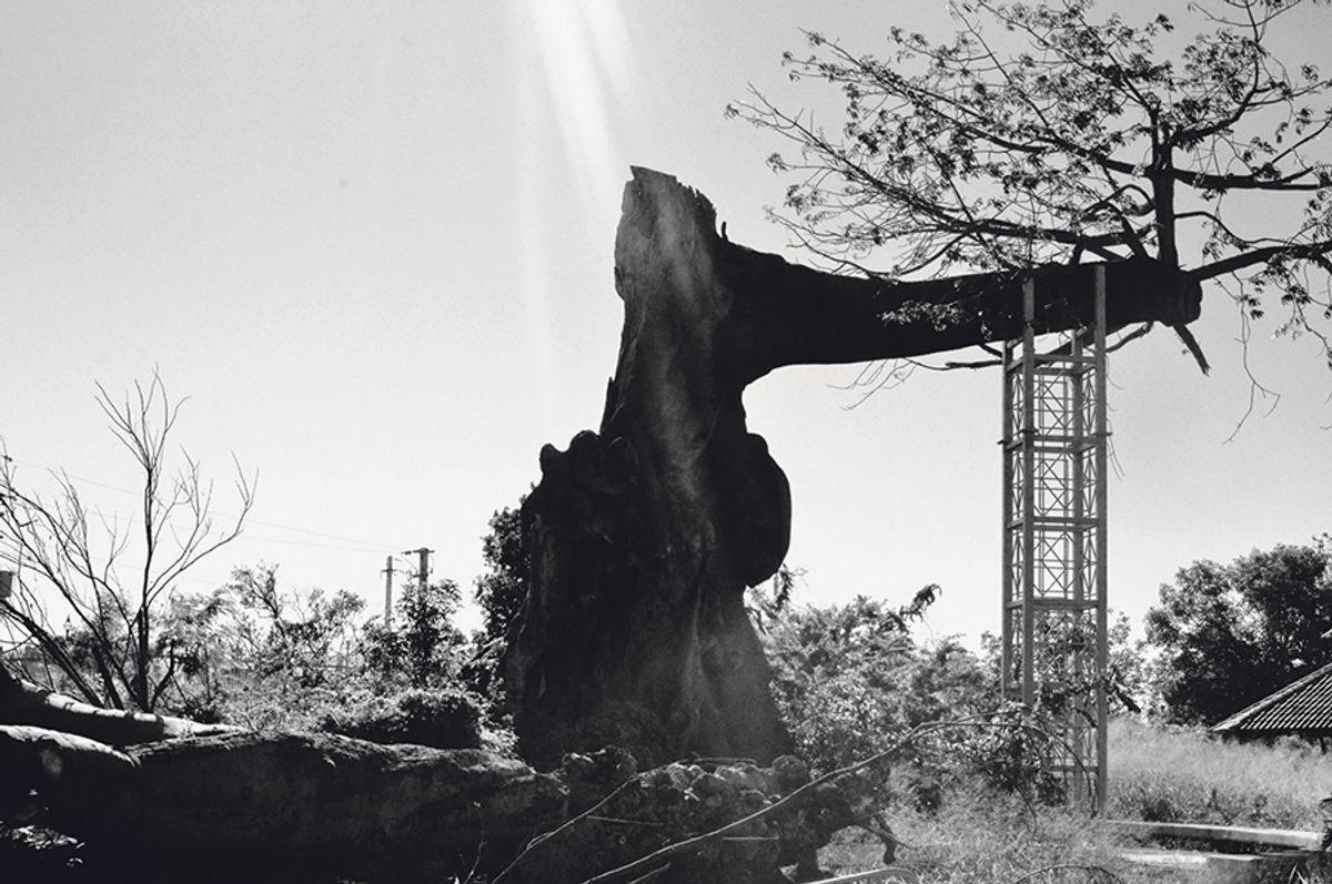 A 300-year-old ceiba tree in Ponce, Puerto Rico, after the hurricane Anne Louise Ge Ene