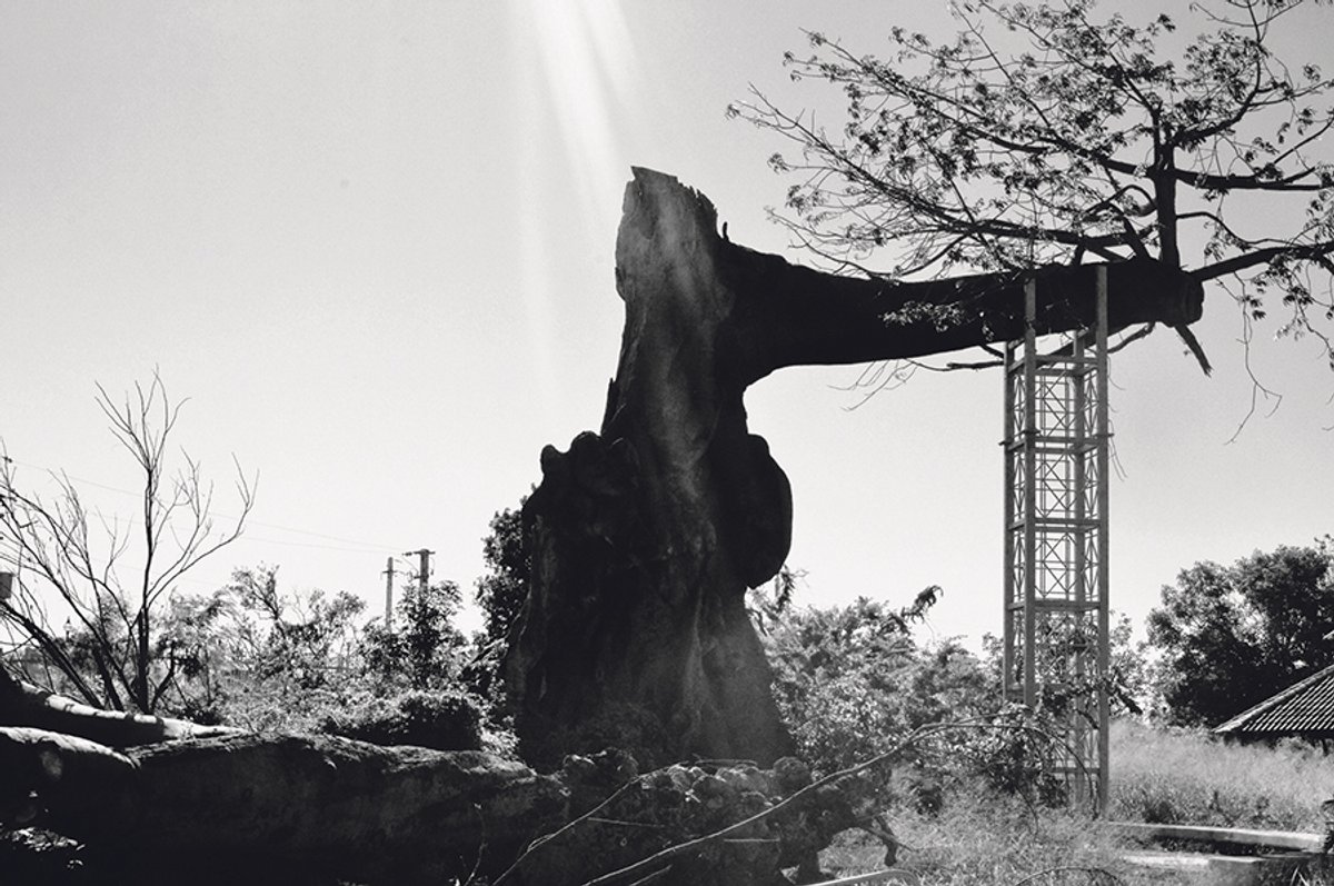 A 300-year-old ceiba tree in Ponce, Puerto Rico, after the hurricane Anne Louise Ge Ene