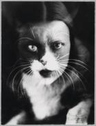 Estorick Collection celebrates trailblazing avant-garde photography duo from Trieste