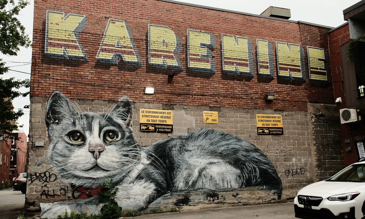 Canada's first cat museum launching with Montreal pop-up exhibition