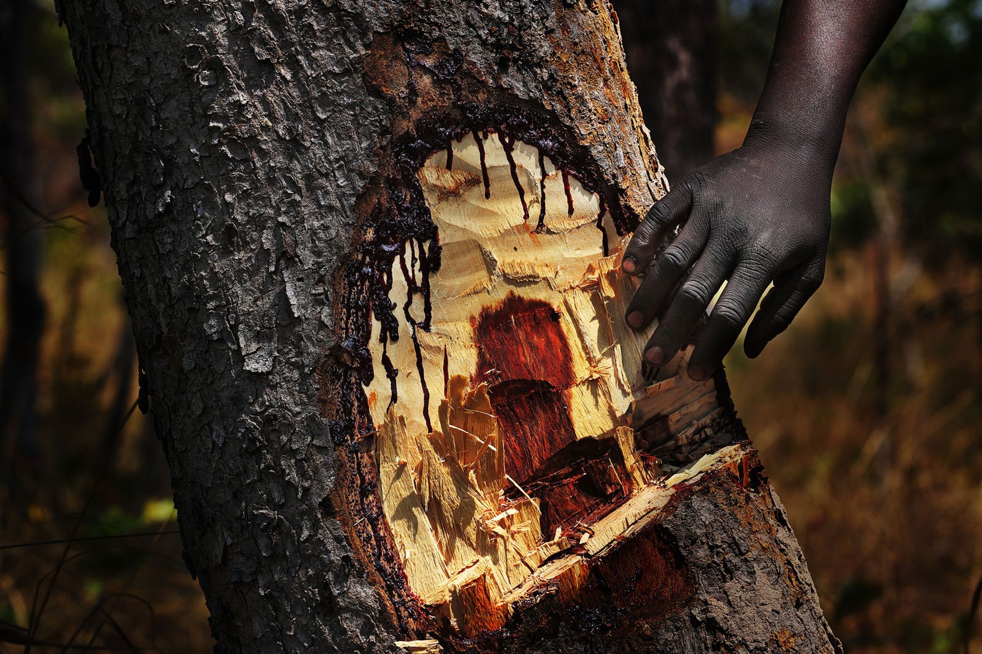 One of Lu Guang’s images of bloodwood bleeding after being cut in the Democratic Republic of the Congo Lu Guang