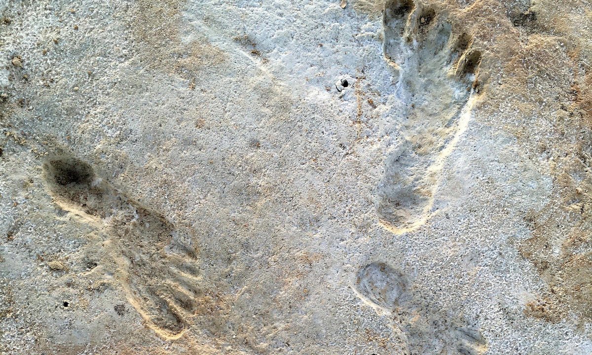 Evaluation of fossilised footprints suggests people have been within the Americas 5,000 years sooner than beforehand thought Evaluation of fossilised footprints suggests people have been within the Americas 5,000 years sooner than beforehand thought