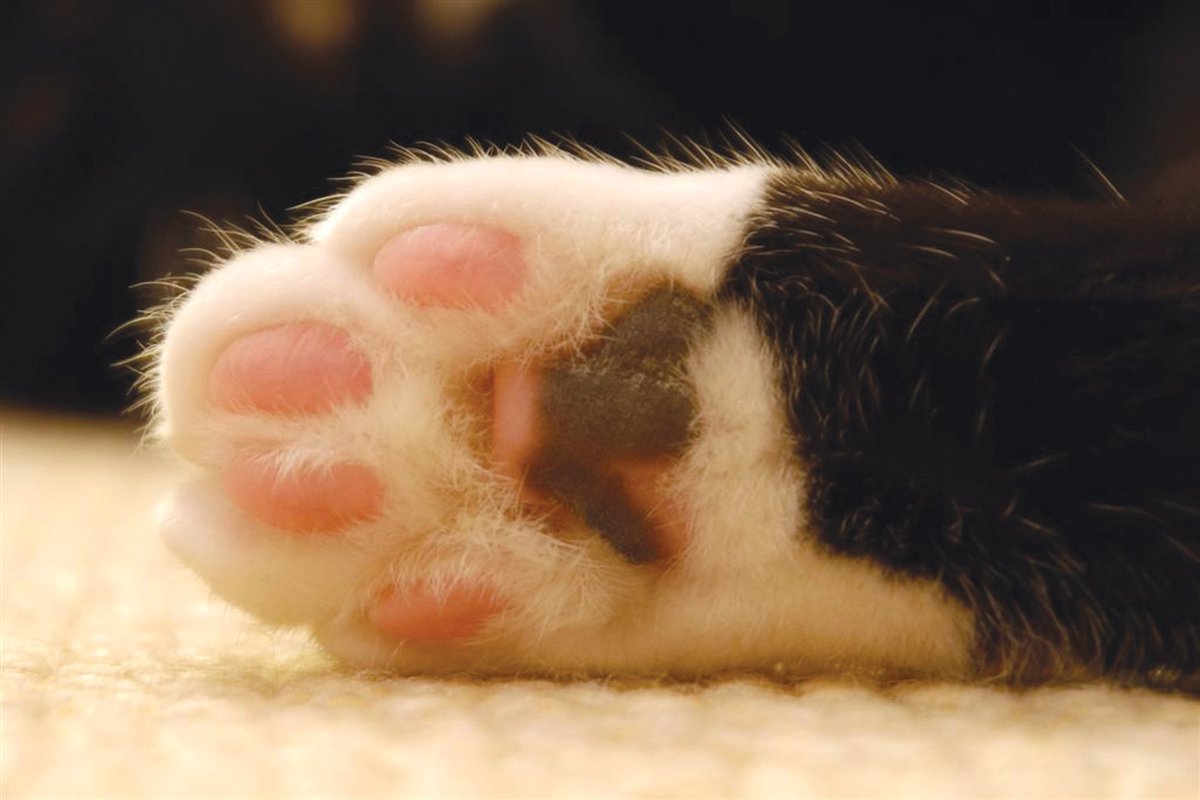 Cat couldn't keep its paws off Klimt's work cloudzilla