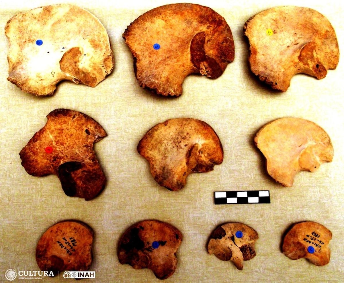Bone samples from some of the 64 child sacrifices found in a sinkhole at Chichén Itzá Courtesy Instituto Nacional de Antropología e Historia, photo by Oana del Castillo