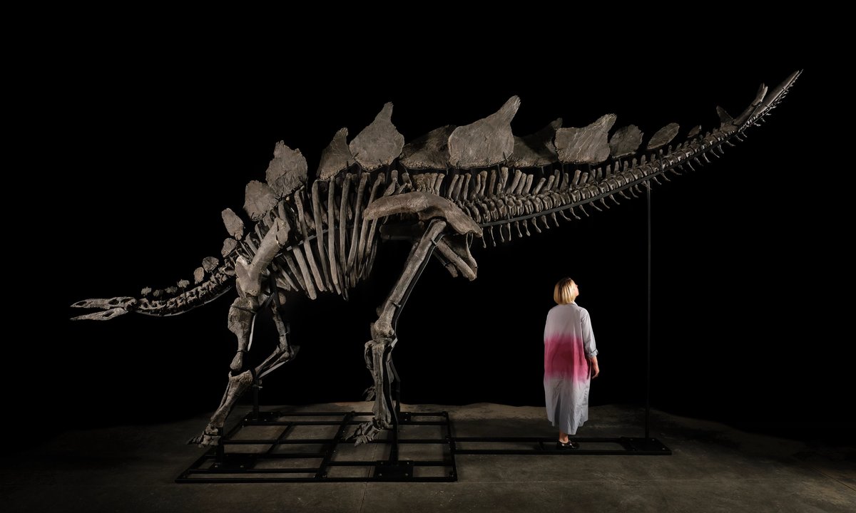 Billionaire collector Ken Griffin buys Stegosaurus skeleton for record $45m at Sotheby’s