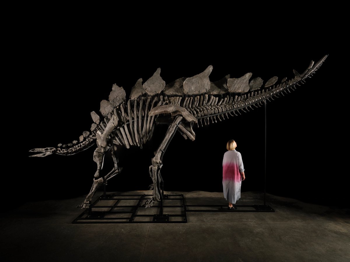 An adult woman stands next to Apex the Stegosaurus Courtesy Sotheby's, Photo by Matthew Sherman