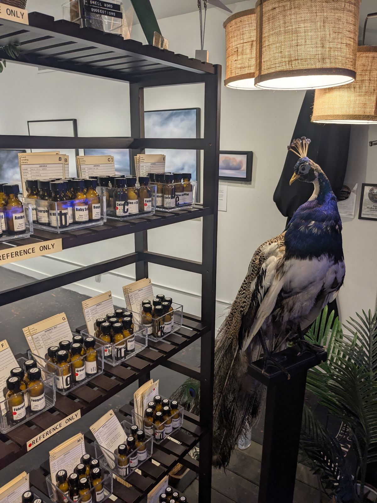 A taxidermy peacock guards the reference section at Seattle’s Scent Lending Library Photo: Bess Lovejoy