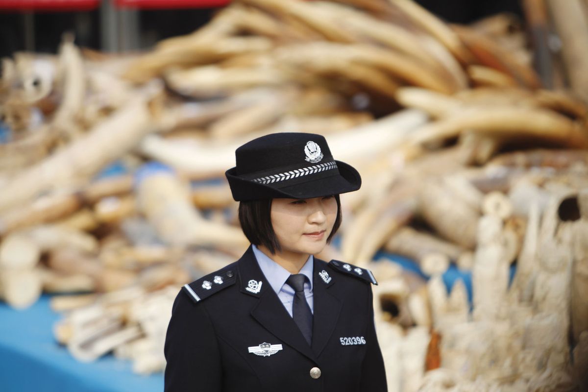 China is closing down ivory carving workshops, factories and shops Plavevski