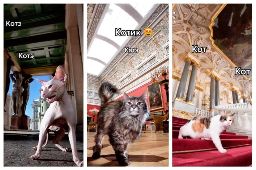Time For A Cat Rap Hermitage Palace Pussies Go Viral On Tiktok And