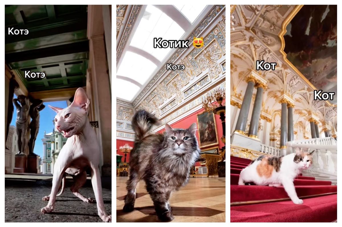 A selection of the superstar kitties living at the Hermitage museum in Russia. Images: @hermitage_museum/Instagram