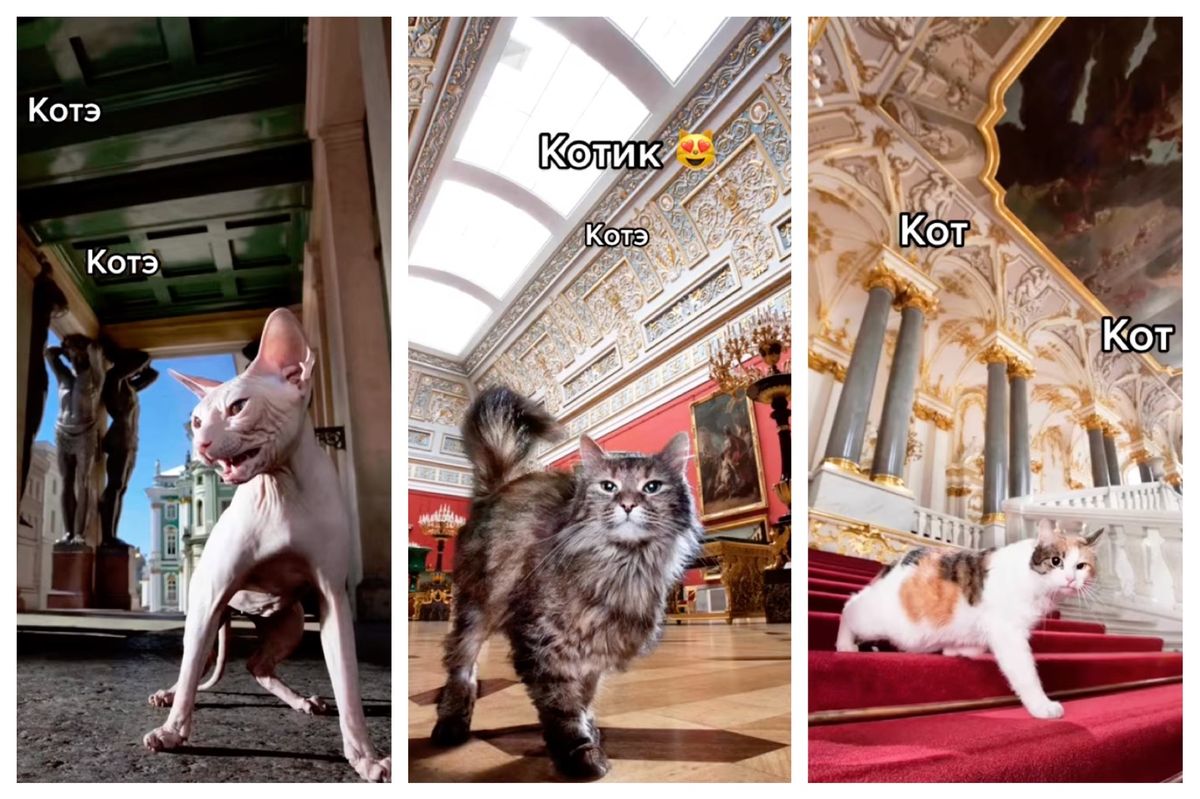 A selection of the superstar kitties living at the Hermitage museum in Russia. Images: @hermitage_museum/Instagram