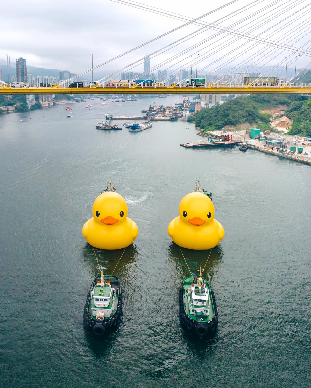 Florentijn Hofman’s Rubber Duck returned to Hong Kong, this time with a friend Photo: courtesy of AllRightsReserved
