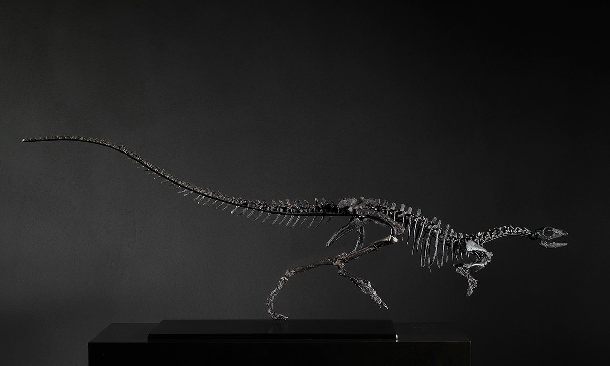 Natural History Museum to display 450,000 dinosaur fossil after London gallery helps secure buyer