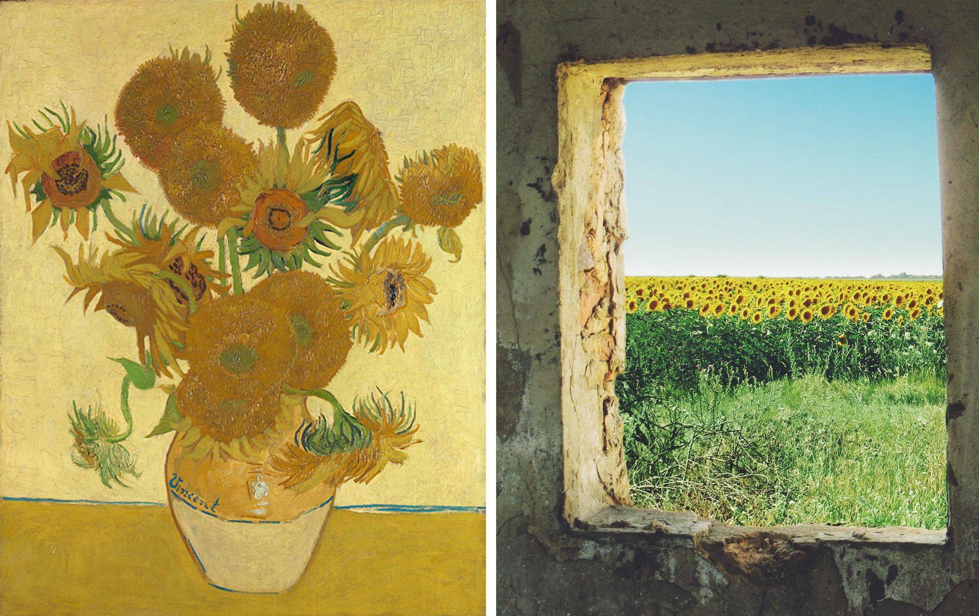Van Gogh’s Sunflowers (August 1888, left) and sunflowers growing in Ukraine (right) Credit: Van Gogh: National Gallery, London; Ukraine: Max Pixel