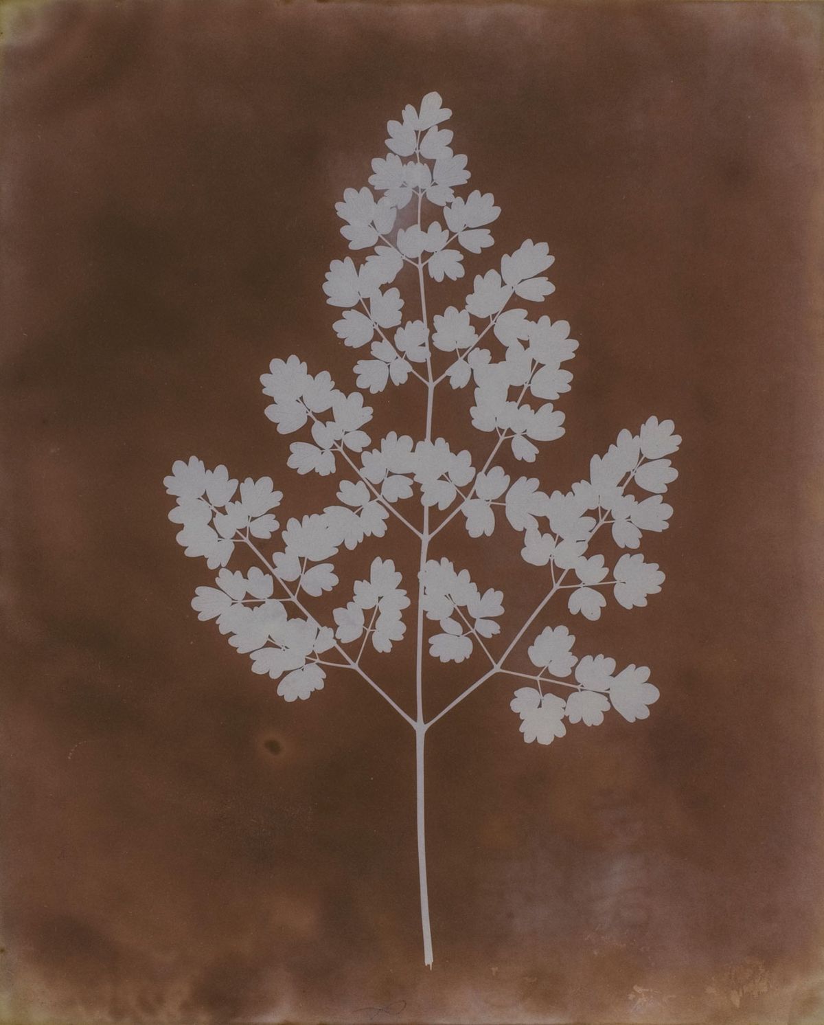 William Henry Fox Talbot’s Thalictrum minus (around 1839) Courtesy of Hans P. Kraus Jr