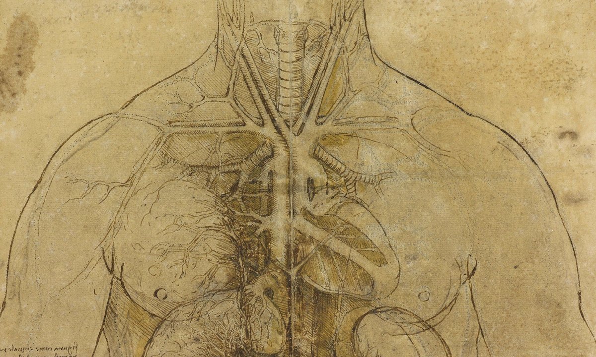 Леонардо да Винчи картины внутренних органов