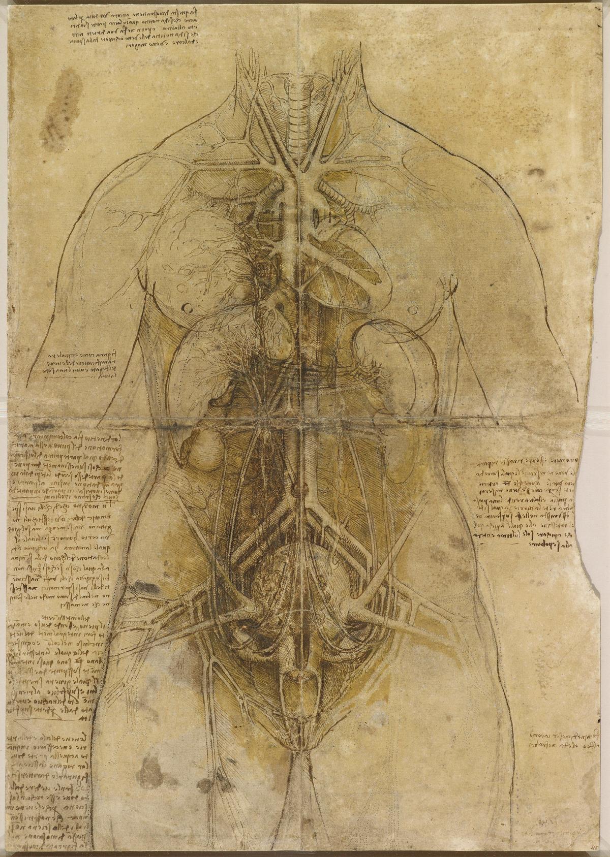 Leonardo da Vinci's The Cardiovascular System and Principal Organs of a Woman (around 1509-10) carries two fingerprints from the master artist; the thumb mark can be found beside the left side, by the arm of his subject Courtesy of the Royal Collection Trust; © Her Majesty Queen Elizabeth II 2019