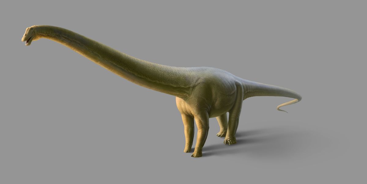 Rendering of the species of sauropod whose fossilised bones make up Gnatalie Courtesy the Natural History Museum of Los Angeles County
