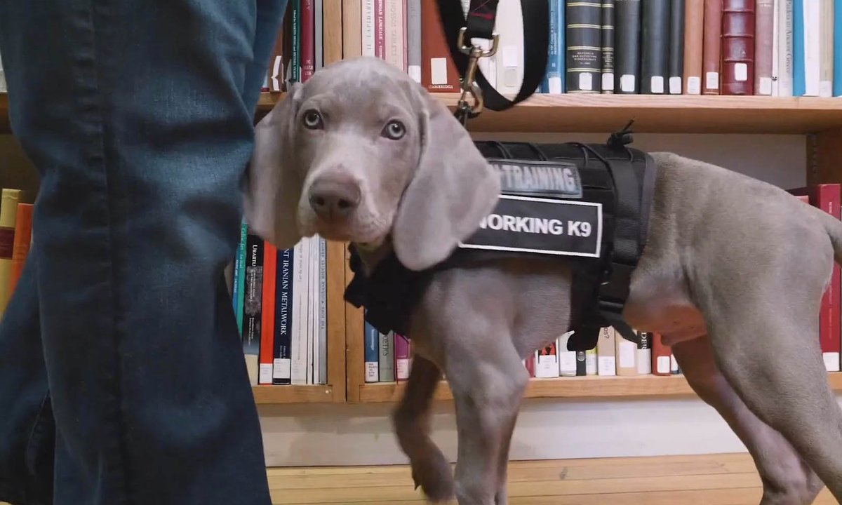 The life of Riley: meet the dog protecting the works at the Museum of ...