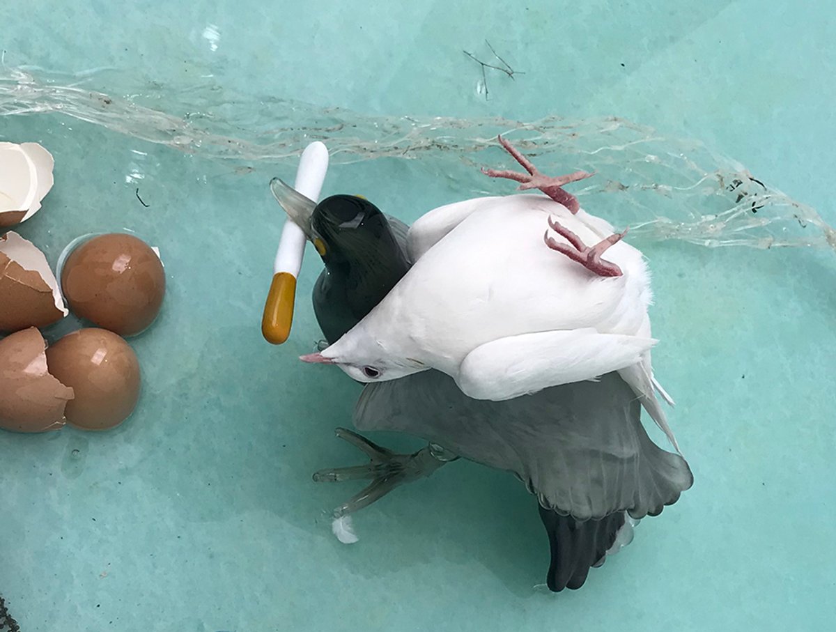 A hypnotised bird shown in Laure Prouvost's French Pavilion show at the 58th edition of the Venice Biennale Courtesy of Louisa Buck