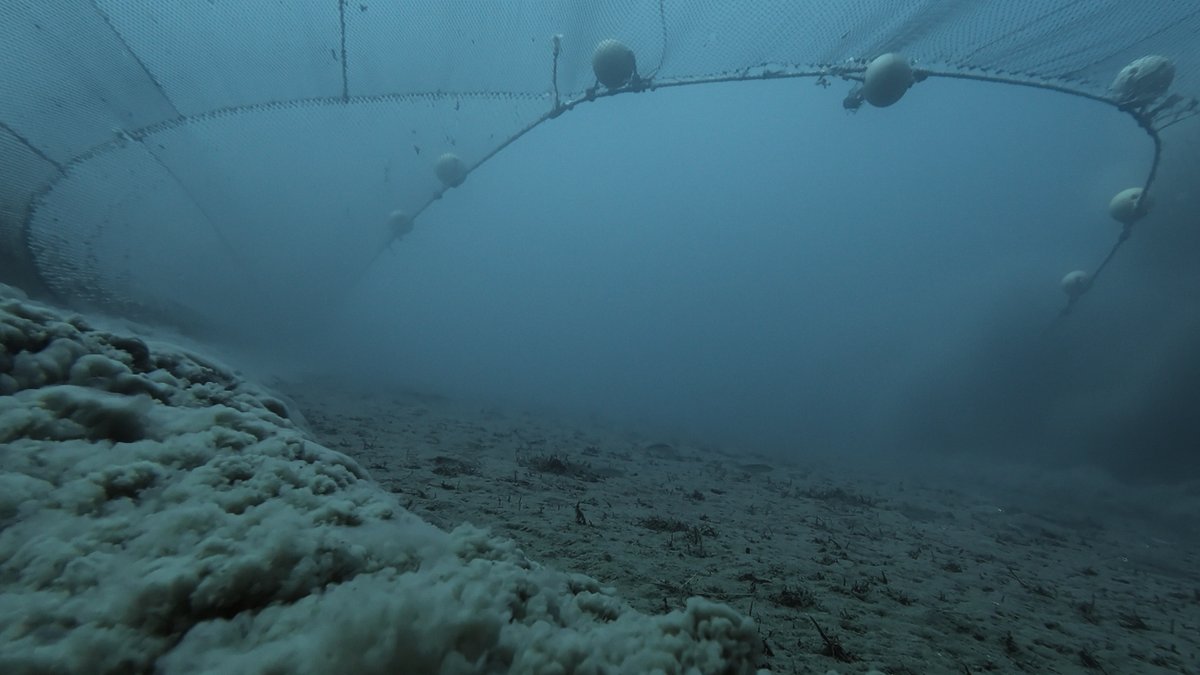 David Attenborough’s Ocean shows the impact of bottom trawling Photo: © Silverback Films and Open PlanetStudios/Toby Nowlan