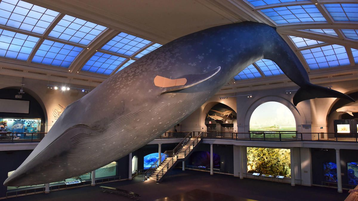 The American Museum of Natural History's iconic blue whale is sporting the biggest Band-Aid on Earth D. Finnin/© AMNH