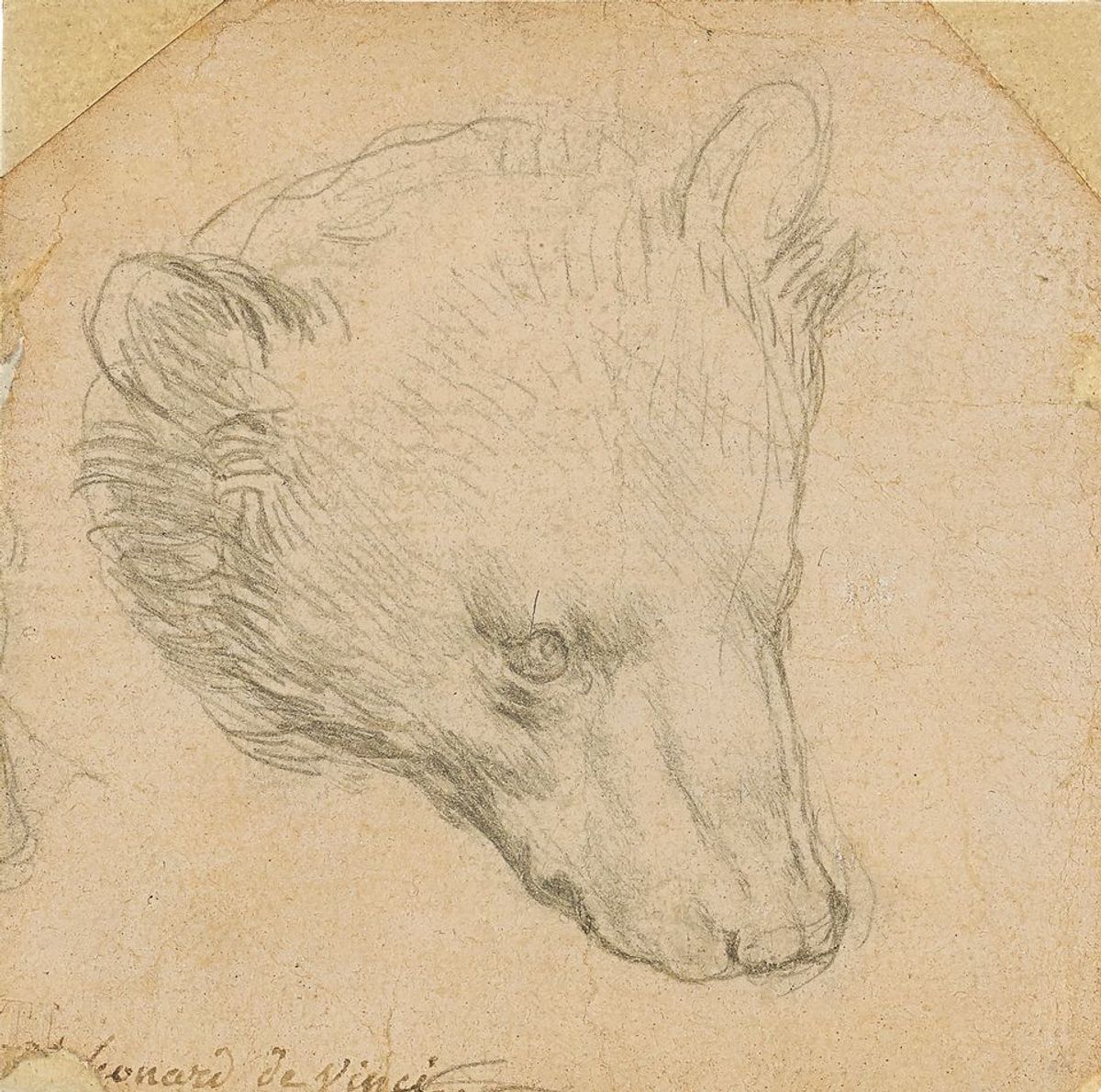 Leonardo da Vinci's Head of a Bear (around 1480) Courtesy of Christie's