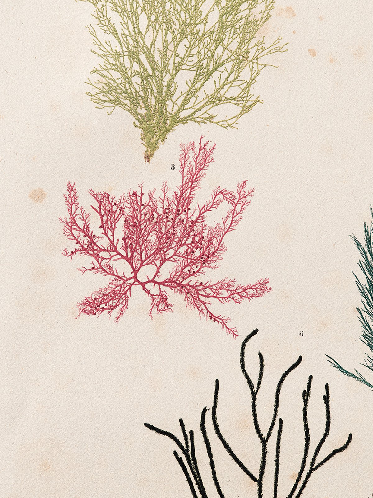 Image by Alois Auer Von Welsbach, a pioneer of nature printing who likened his discovery to the invention of writing and the Gutenberg press Vienna, Kaiserlich-Königlichen Hof- und Staatsdruckerei, 1854.