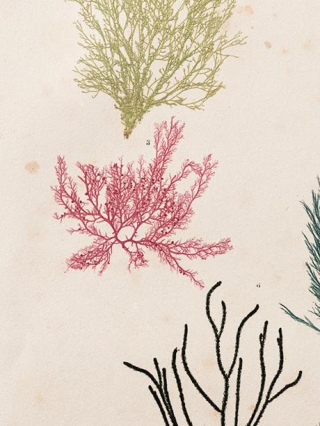  From ferns to meteorites: new book explores the beautiful mysteries of nature printing 