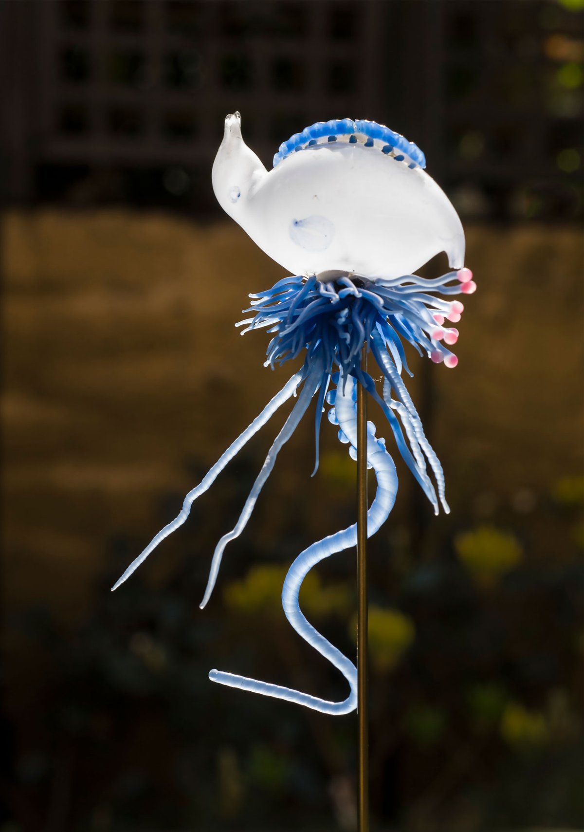 A Leopold and Rudolf Blaschka glass model of a Portuguese man o’war from the George Loudon collection Photo: Rosamond Purcell