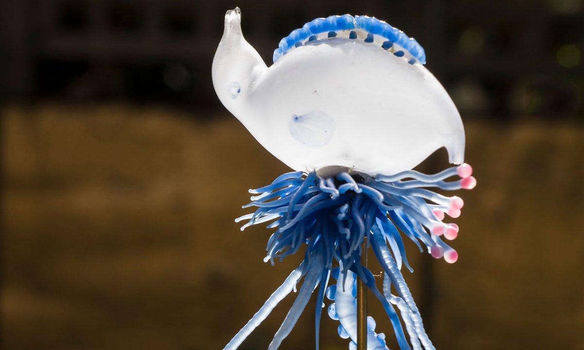 Exquisitely crafted objects once housed in science museums are the focus of an exhibition in Venice