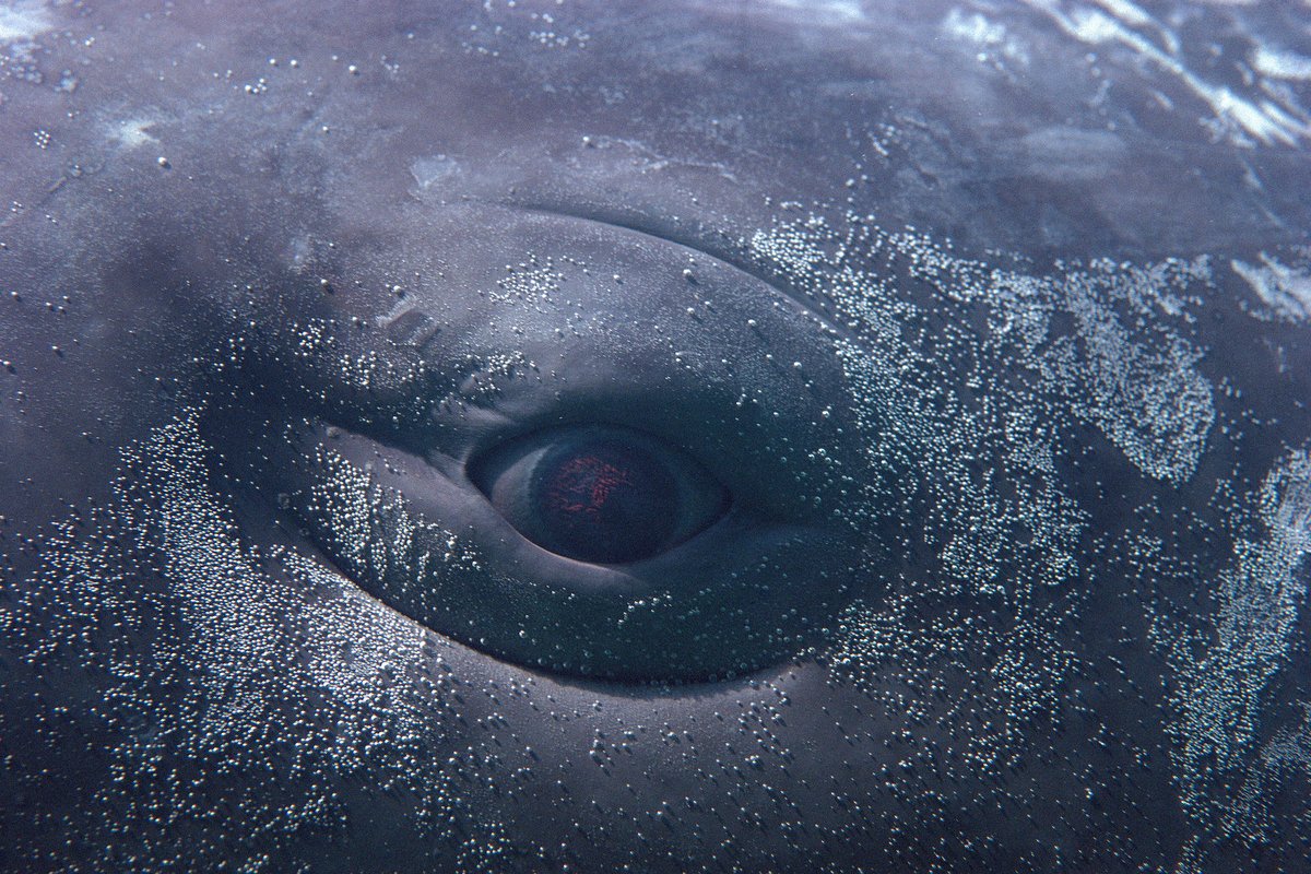 Moved by the Motion, still from MOBY DICK; or, The Whale, 2022. Directed by Wu Tsang, Schauspielhaus. High-definition video, colour, silent and performance. Courtesy the artists. Design Pics Inc / Alamy Stock Footage