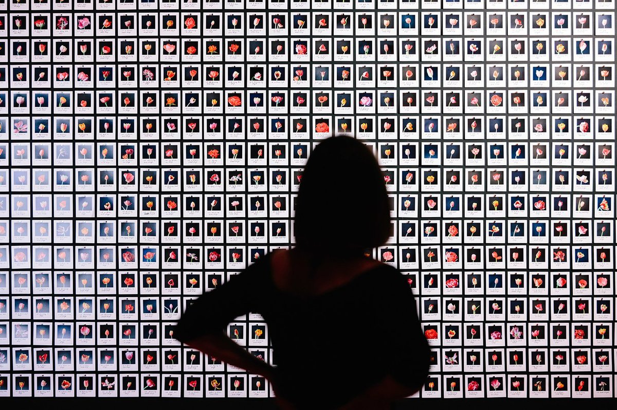 Anna Ridler’s Myriad (Tulips) (2018) is an installation of thousands of hand-labelled photographs of tulips which were later used as the dataset for her AI works Mosaic Virus (2018) and Mosaic Virus (2019).
© The artist