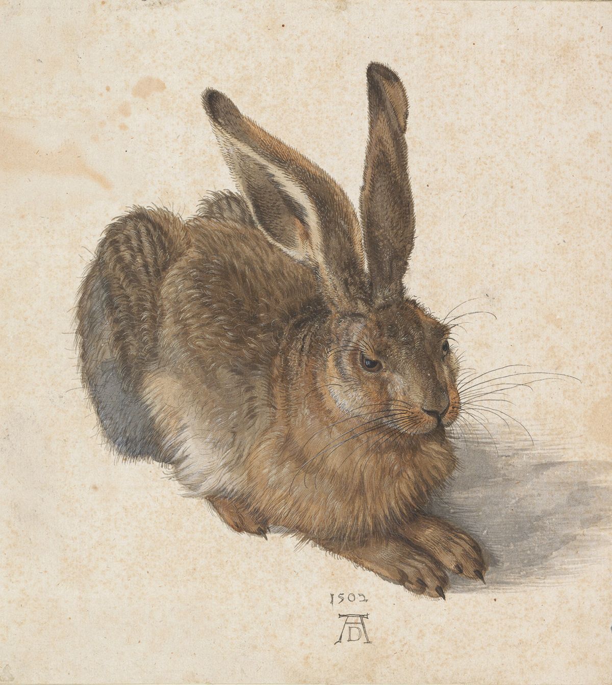 A drawing of Dürer’s famous Young Hare (1502) may have been used to demonstrate skill to potential patrons, rather than as a preparatory study © The Albertina Museum, Vienna