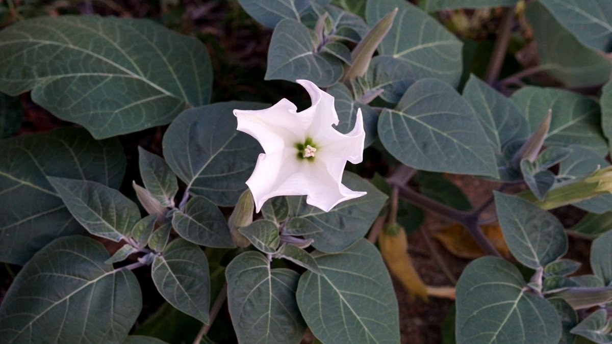 Datura wrightii