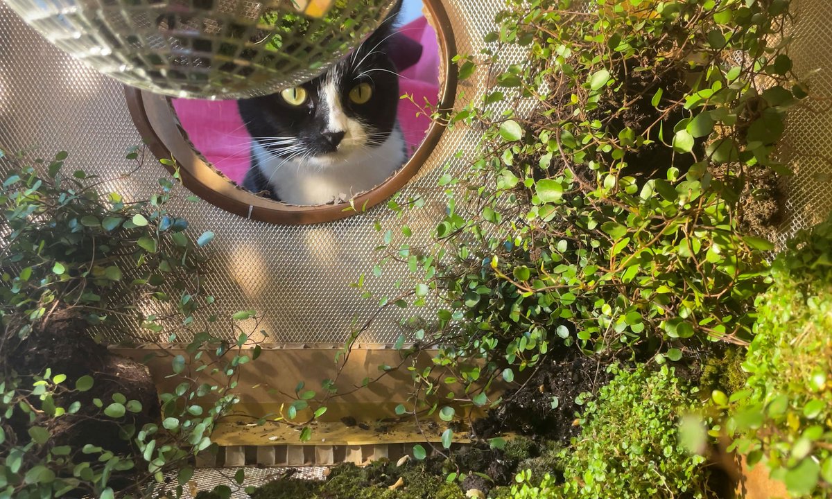 The artist who introduced the nice outside inside—for her cats The artist who introduced the nice outside inside—for her cats