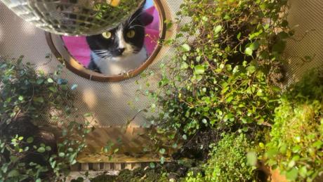  The artist who brought the great outdoors inside—for her cats 