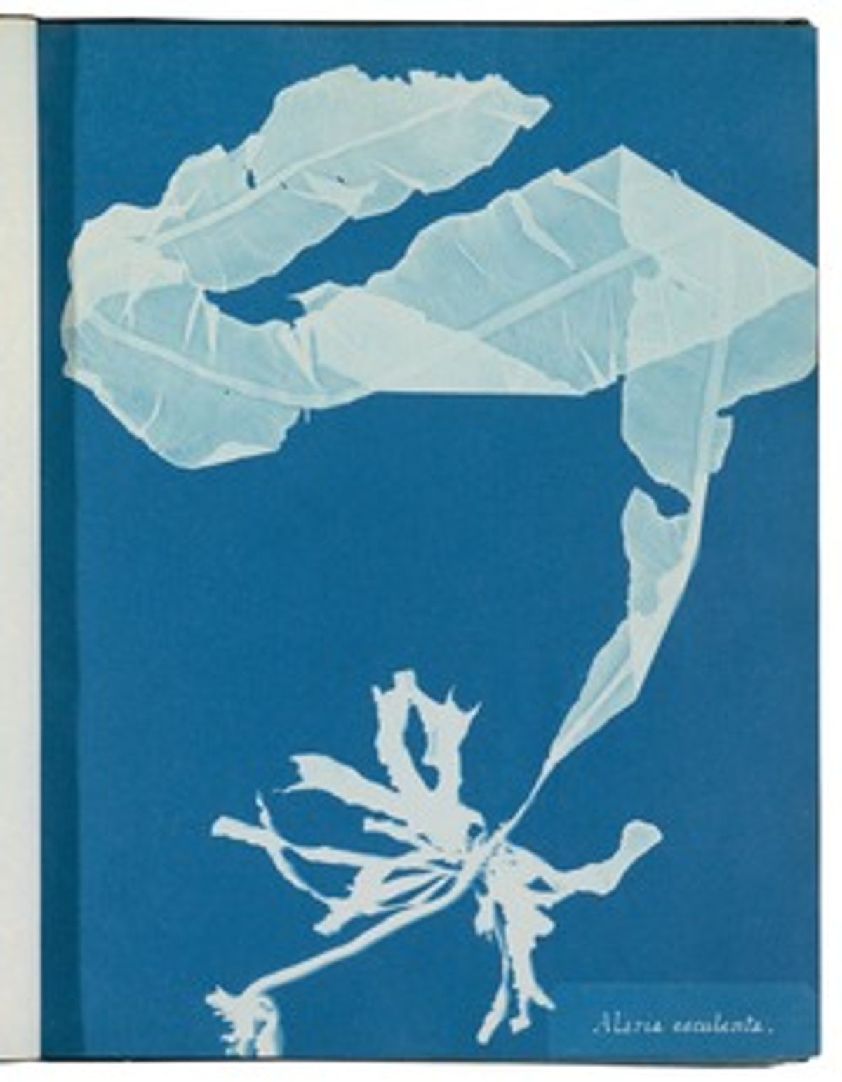 Anna Atkins’s Seaweed Studies (1843-53) (Courtesy Rijksmuseum Amsterdam)