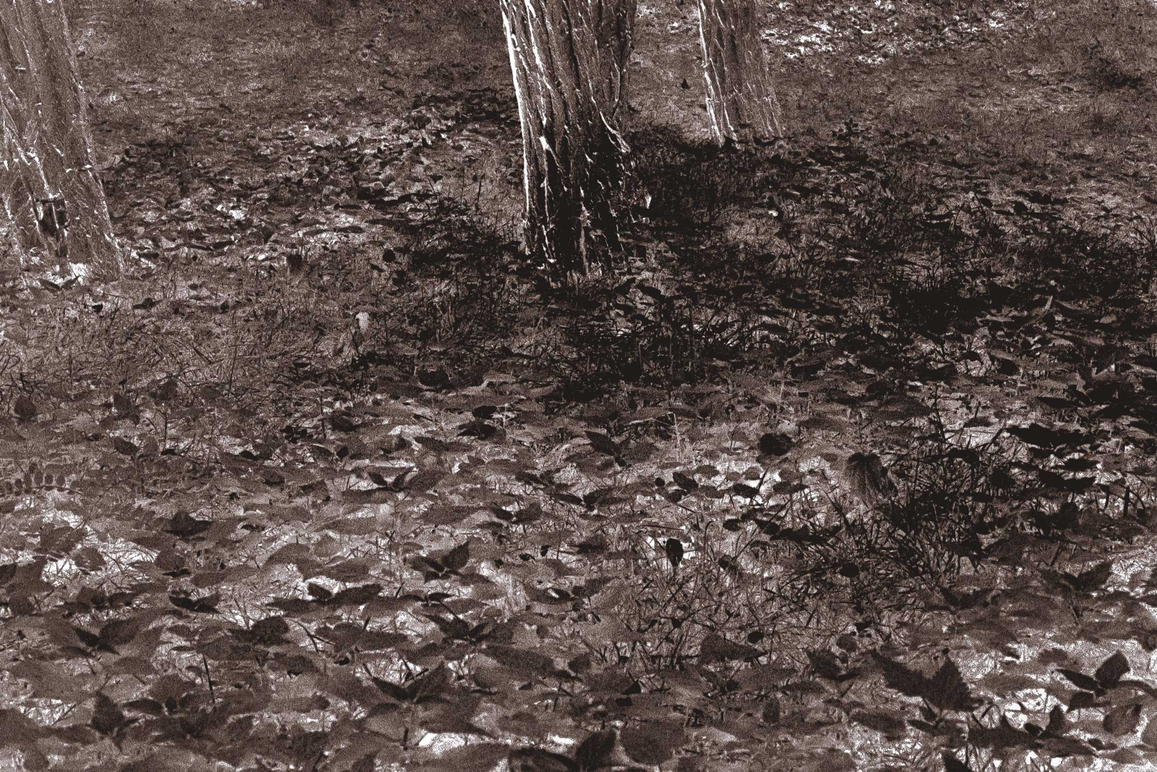 Judy Glickman Lauder's Mass Grave, Old Jewish Cemetery, Warsaw (around 1990)

© the artist