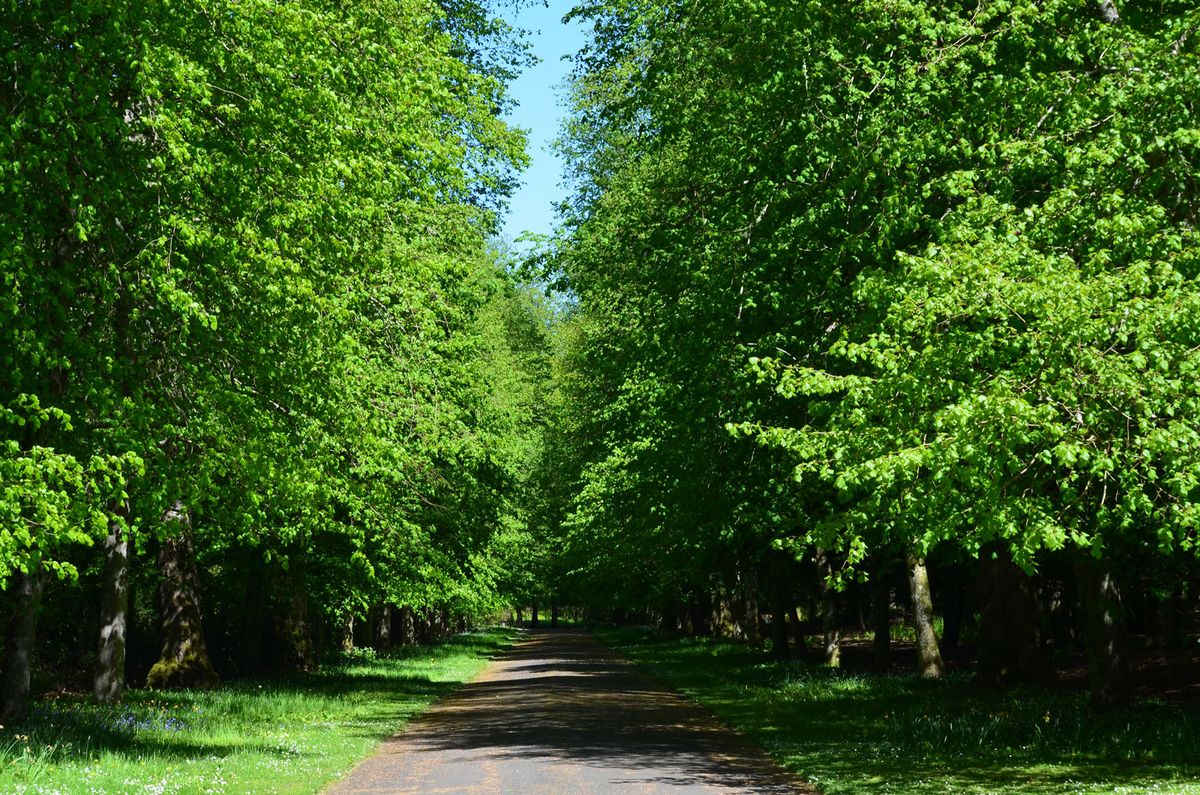 Scone Palace in Scotland is one of the historic houses to have pledged trees for the rebuild flickr/AaronBradley