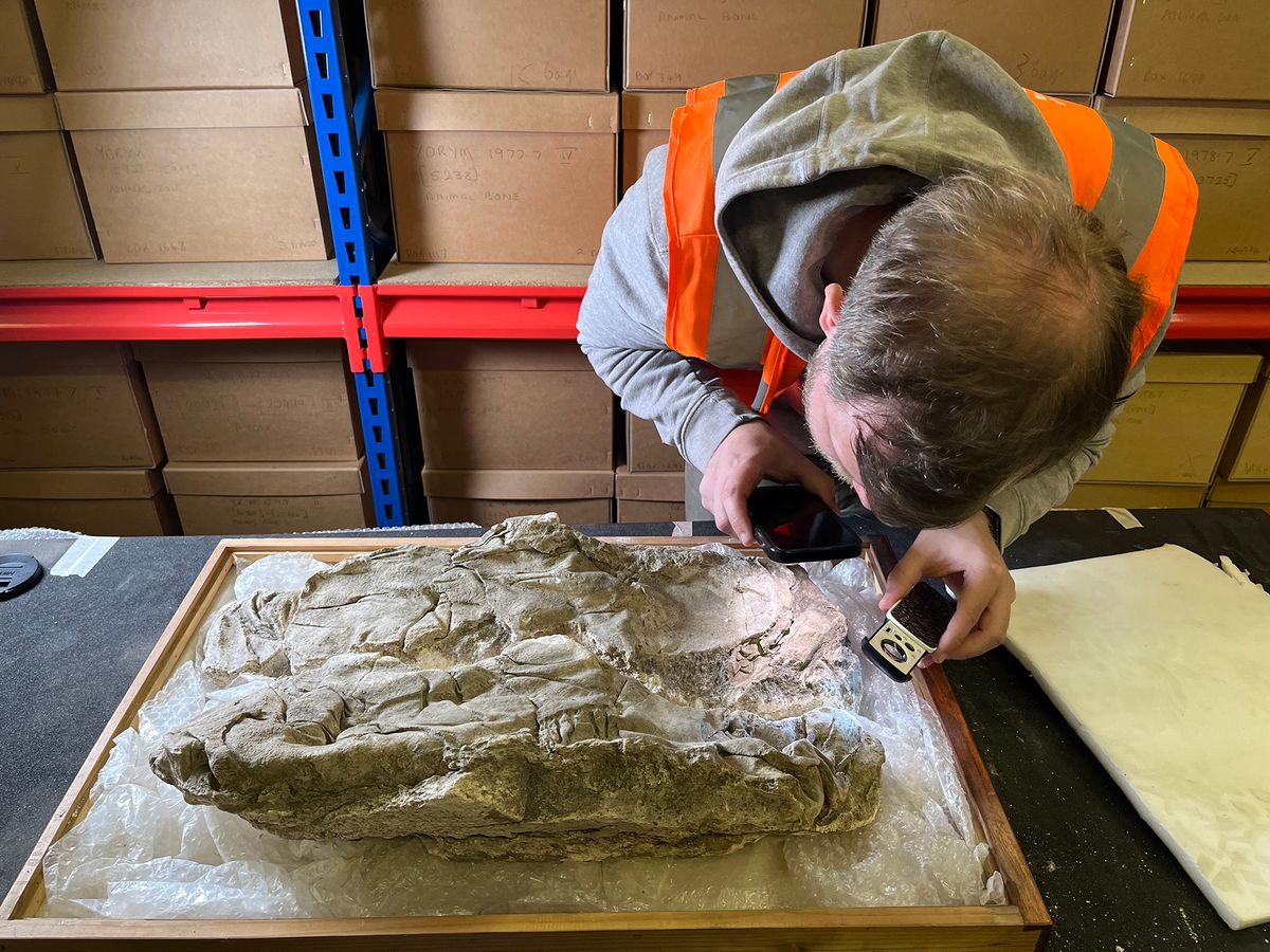 One of the gypsum burials being analysed
Photo: University of York