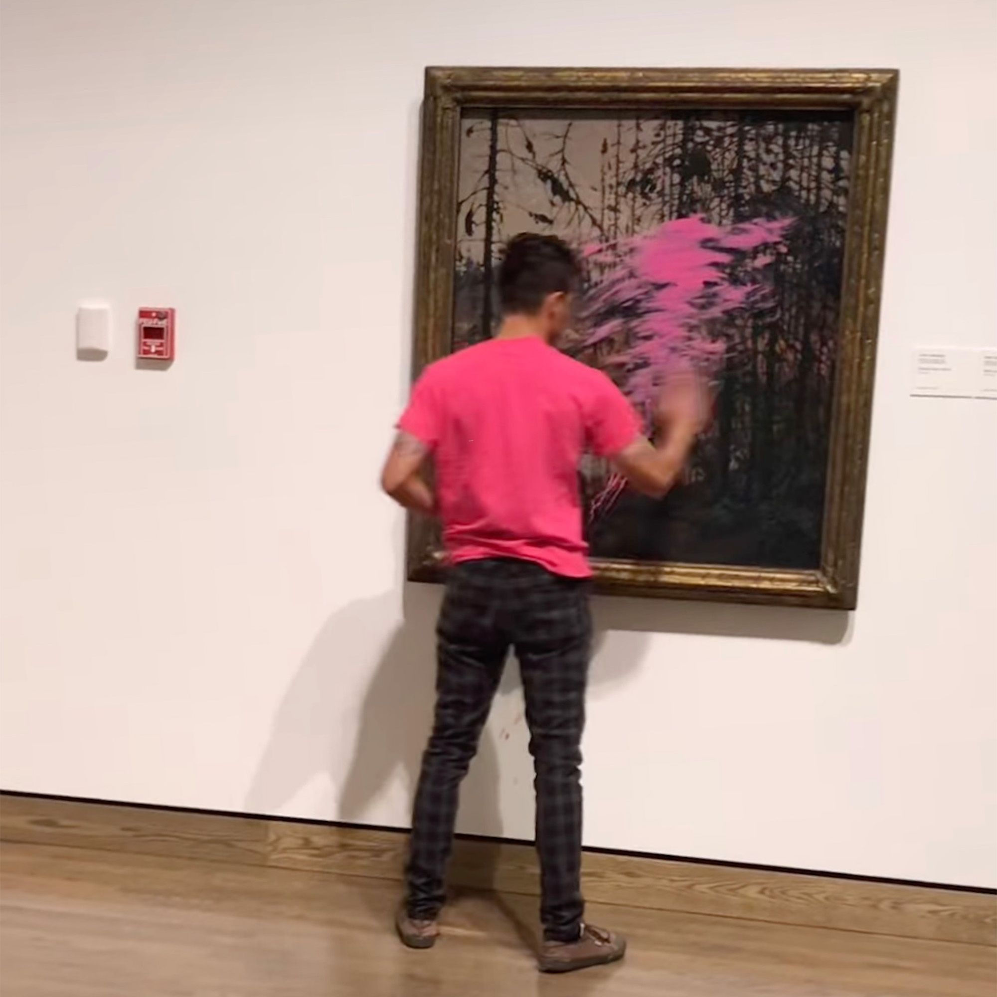 Climate activist smears pink paint on Tom Thomson canvas at