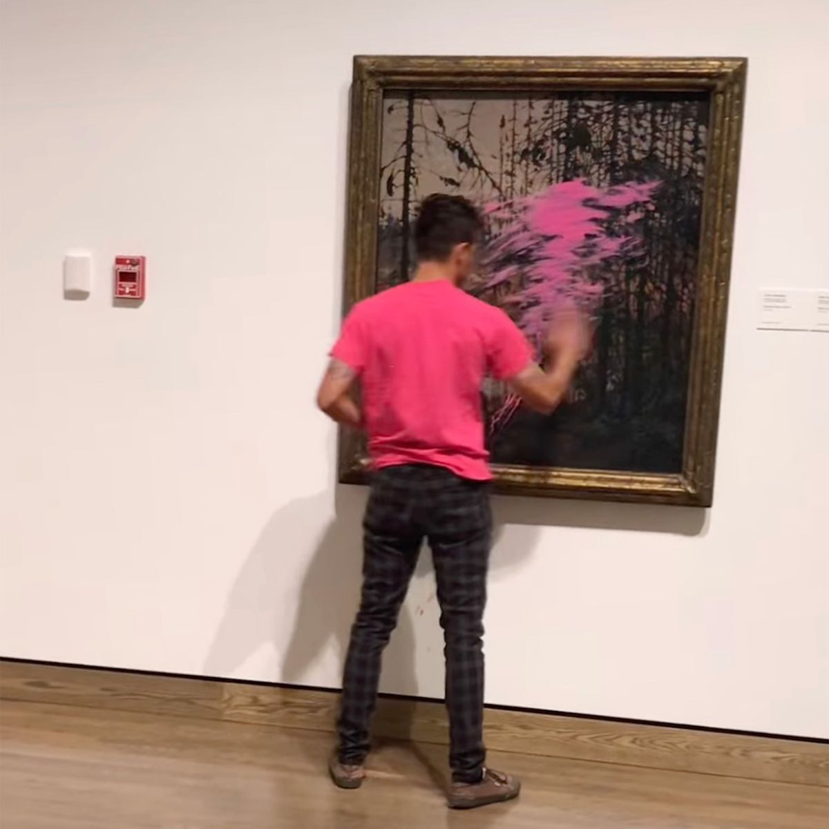 An activist with the group On2Ottawa spreads pink paint on the Tom Thomson painting Northern River (1915) at the National Gallery of Canada in Ottawa, Ontario Screenshot via On2Ottawa/Facebook