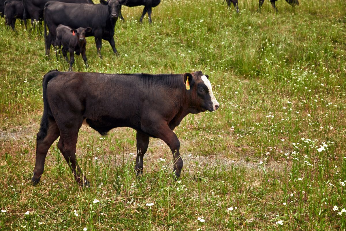 The titular protagonist of MSCHF's current project, Our Cow Angus (2024-26), will live the rest of his life at an animal sanctuary Courtesy MSCHF