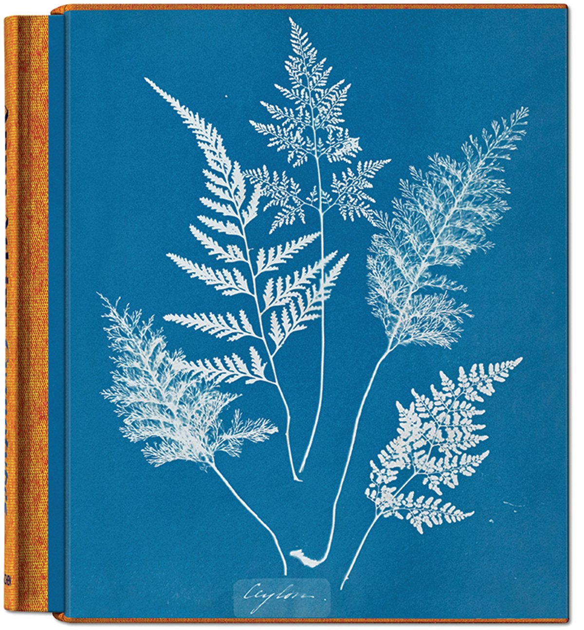A cyanotype image of Delesseria sinuosa algae in the book British Algae, Part V (1845) by Anna Atkins
© TASCHEN/New York Public Library